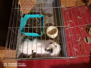 conejo tumbado en jaula con la anchura adecuada
