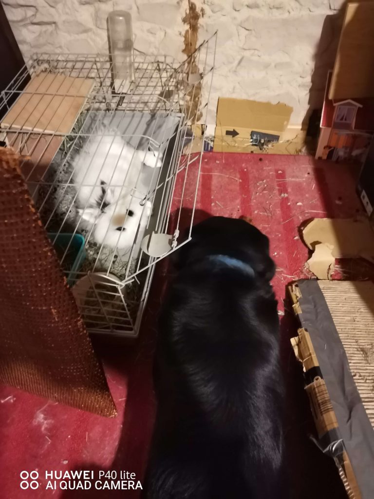conejo tumbado en jaula con la longitud adecuada
