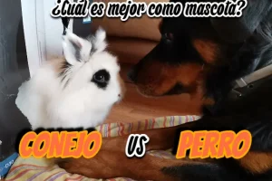 🐇🆚🐶 Conejo o perro. ¿Cuál es mejor como mascota para ti?
