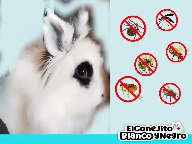 antiparásitos para desparasitación conejos domésticos