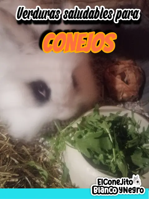 conejo blanco y negro comiendo verduras y vegetales aptos para conejos domÃ©sticos